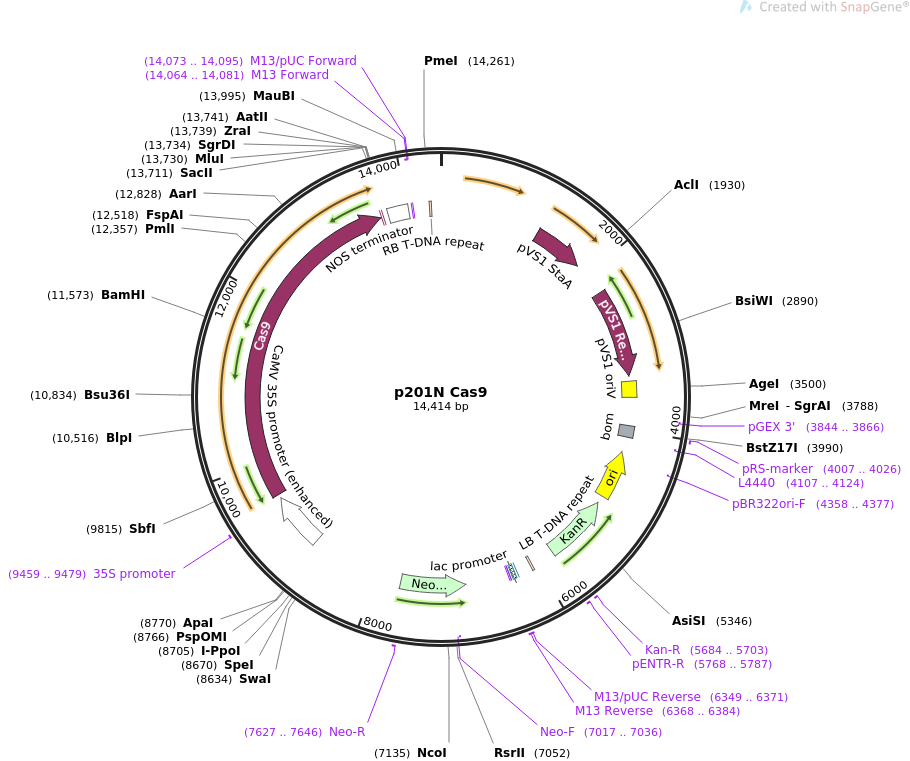 p201N Cas9质粒图谱